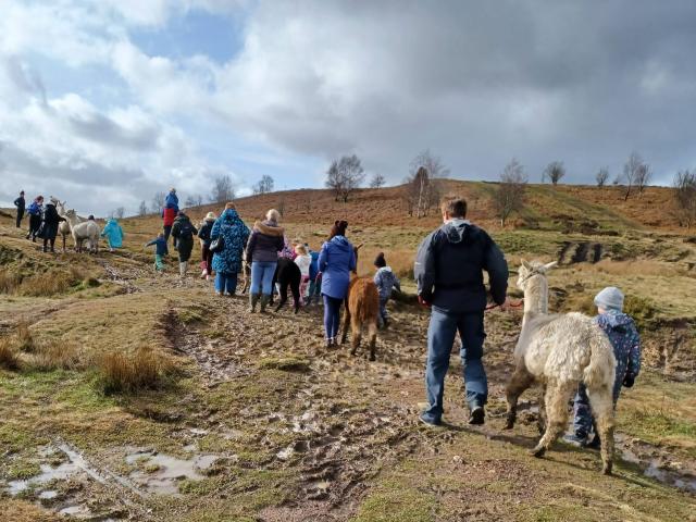 A group of people walking alpacas along a muddy hillside trail under a cloudy sky.
