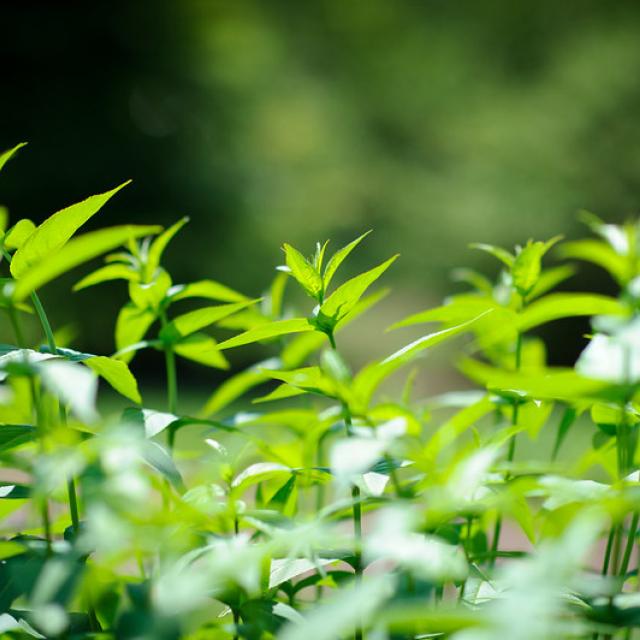 Green leaves.