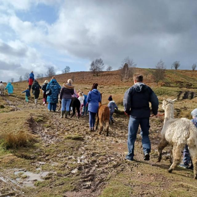 A group of people walking alpacas along a muddy hillside trail under a cloudy sky.